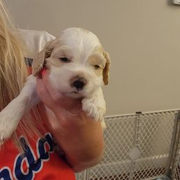 Cocker Spaniel Puppies from Gates Cocker Spaniels