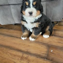 Bernese Mountain Dog Puppies from Muddy Paw Acres