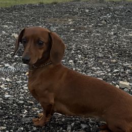 Skeeter - Dachshund