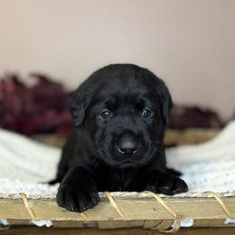 Ridge - Black male Labrador Retriever puppy in Rocky Top, Tennessee from Rocky Top Retrievers