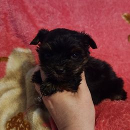 Pinkie - Black and gold female Yorkshire Terrier puppy in Dallas, North Carolina from Mandy's Miracles