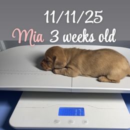 Mia - Red female Dachshund puppy in Paris, Texas from Rolling9dachshunds