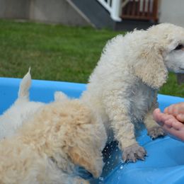 Poodle Puppies from D and D Standard Poodles