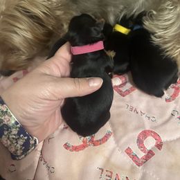 Girl 2 - Yorkshire Terrier puppy in Tangipahoa County, Louisiana from Riche’ Louisiana Yorkies