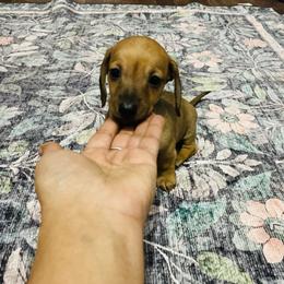 Hank - Red male Dachshund puppy in Magnolia, Texas from Carrie’s Countryside Dachshunds