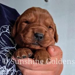 Tulip - Dark golden female Golden Retriever puppy in Brookston, Indiana from Sunshine Goldens