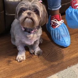 Bernedoodle, Goldendoodle, and Shih Tzu All Grown Up from TrueLine kennels