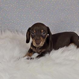 Dachshund Puppies from Newbern's Nuggets