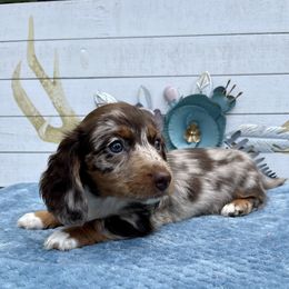 Dachshund Puppies from Dachshunds of Bunch