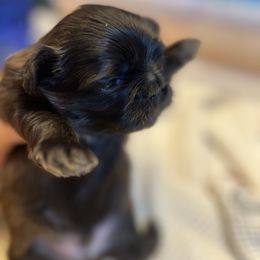 Jeff - Chocolate male Shih Tzu puppy in Brevard, North Carolina from House of Little Lions