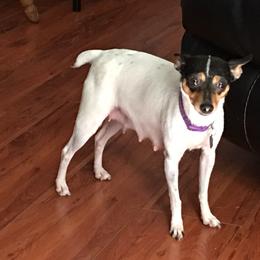 Izzy - Toy Fox Terrier
