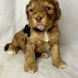 Cavapoo, Cockapoo, and Poodle Puppies from Benji’s Cockapoos