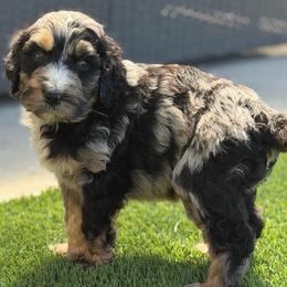 Cookies and crème - Blue merle male Bernedoodle puppy in Fortuna, California from Dalton Poodles and Doodles