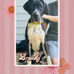 Brandy - Black female Great Dane puppy in Gonzales, Louisiana from Anstatt House Of Danes