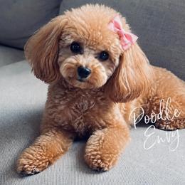 Lolo - Poodle