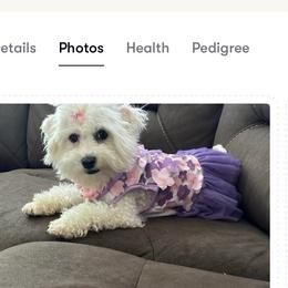 Lie Lie - White female Maltipoo puppy in Apple Valley, California from Boujeepups