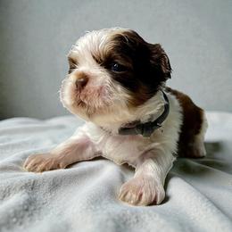 AKC-Milo - Liver and white male Shih Tzu puppy in Mooresville, North Carolina from Juji Shih Tzu