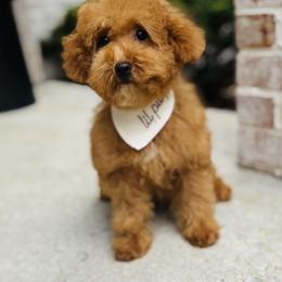 Ollie - Red  male Poodle puppy in Sauk Village, Illinois from Midwest Timberland Pups