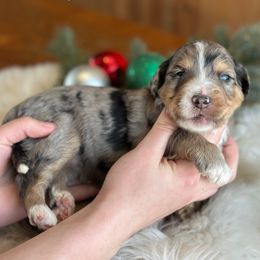 Sandy - Blue merle female Aussiedoodle puppy in Lancaster, Minnesota from Finney Ranch
