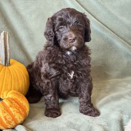 Pine Cone - Brown and white female Aussiedoodle puppy in Marion, North Carolina from Puddles' Puppies