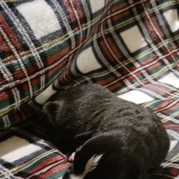 Male 2 - Brindle male Boxer puppy in Shelbyville, Tennessee from Layne's Boxers