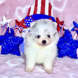 Blue Merle Parti Girl. AKC - Blue merle female Pomeranian puppy in Princeton, New Jersey from PureLove Poms.