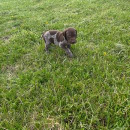 Buck - Liver roan male German Shorthaired Pointer puppy in Ohio from Eric and Michelle's GSP