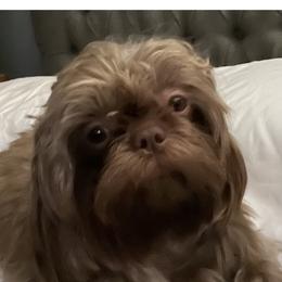 Vinnie - Shih Tzu