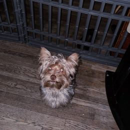 Carti - Yorkshire Terrier