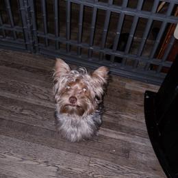 Carti - Yorkshire Terrier