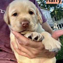 Harry - Yellow male Labrador Retriever puppy in Rochester, New Hampshire from Merrydale Labradors