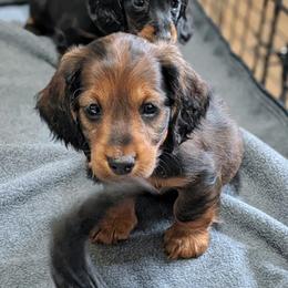 Leo - Red male Dachshund puppy in Danbury, New Hampshire from Maplewood Mountain Farm