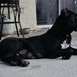 Cane Corso from Jason's Cane Corsos
