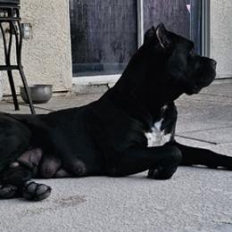 Cane Corso from Jason's Cane Corsos