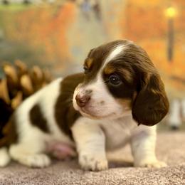 Gator (2800) - Piebald male Dachshund puppy in Hensley, Arkansas from The Dachshund Barn