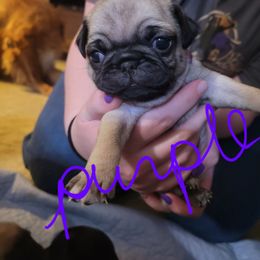 Purple collar - Fawn female Pug puppy in Brush Prairie, Washington from Paradise Peaks