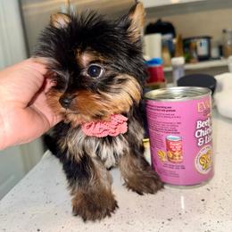 Kiara - Black and gold female Yorkshire Terrier puppy in Cape Coral, Florida from Katherine’s Yorkies and Poodles