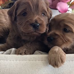 Australian Labradoodle Puppies from Wild Daisy Labradoodles