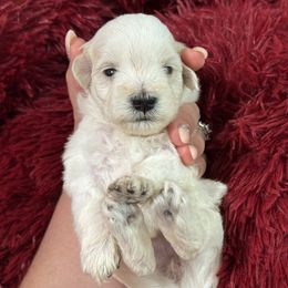 Miniature Schnauzer Puppies from Cali Sun-kissed Schnauzers