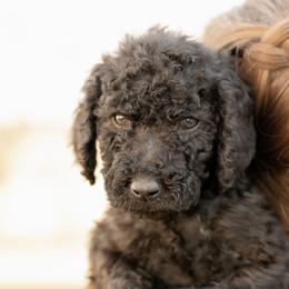 Kate - Black female Poodle puppy in Grimsley, Tennessee from Above Standard Poodles