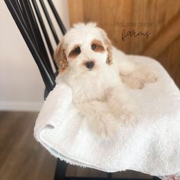 Robinhood - Parti male Maltipoo puppy in Huntsville, Texas from Nelson Creek Farms