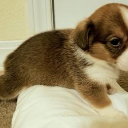 Pembroke Welsh Corgi Puppies from JD's Corgi Kennel