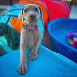 German Shorthaired Pointer and Weimaraner Puppies from SilverBay GunDogs
