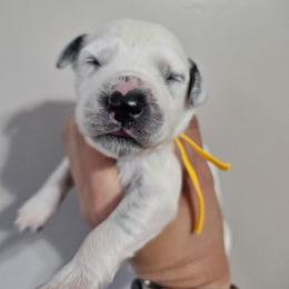 Lava Lamp - White and black female Dalmatian puppy in Gray, Georgia from Fuller Spots