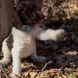 Peppermint Mocha - Parti male Goldendoodle puppy in Arlington, Texas from Chambers Doodle Patch