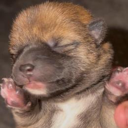 Archer Mameshiba - Red male Shiba Inu puppy in Clewiston, Florida from Animal Farm Shiba Inus & Mameshibas