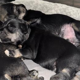 Duke - Black and silver male Miniature Schnauzer puppy in Akeley, Minnesota from Great Northern Schnauzers