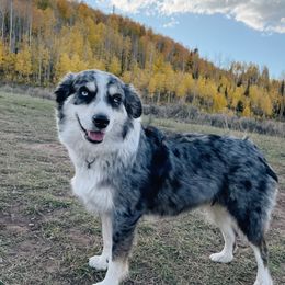 Dixie - Miniature Australian Shepherd