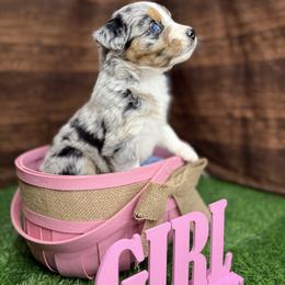 Australian Shepherd Puppies from Copper Top Aussies