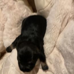 Girls 1 - Salt and pepper female Miniature Schnauzer puppy in Osseo, Michigan from Kathy's Mini Schnazuers